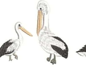 AusBirds 6 Pelicans