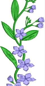 AusFlora Bluebell