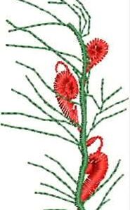 AusTinies Grevillea 2