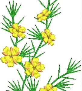 AusFlora Hibbertia Spray