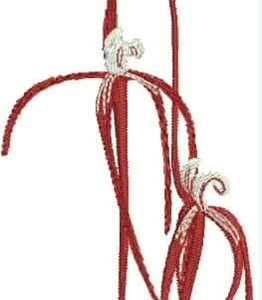 WA Red Spider Orchid