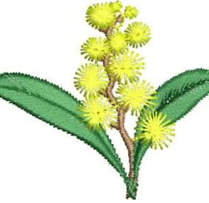 AusTinies Wattle