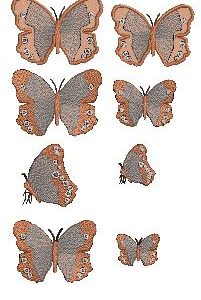 AusButterflies Evening Brown