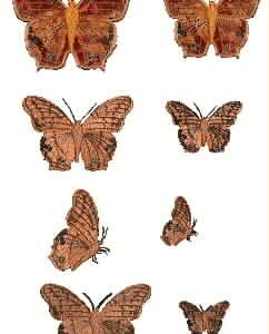 AusButterflies Cruiser