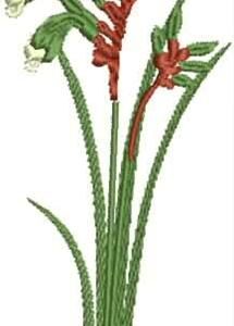 WA Kangaroo Paw
