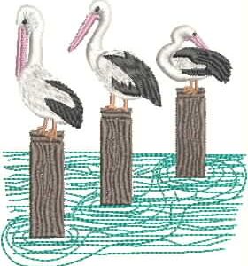 AusBirds 3 pelicans on Post