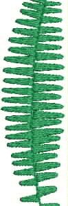 Ausferns Sword Fern