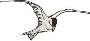 AusBirds Tern