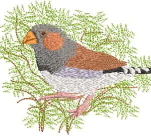 AusBirds Zebra Finch